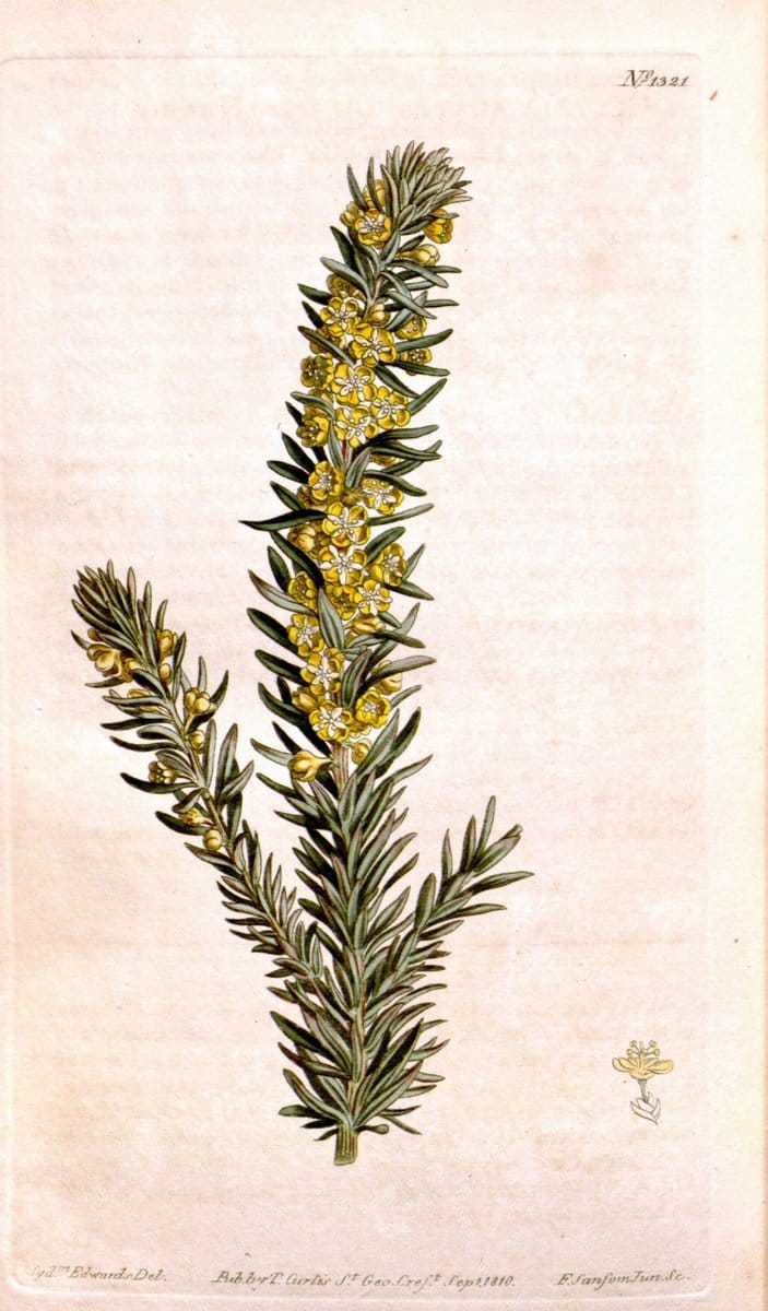Curtis's botanical magazine. London ; New York [etc.] :Academic Press [etc.]. | "Botanical illustration" Botany Periodicals "Pictorial works" "Plants, Ornamental"  | Vintage Print Reproduction 449641