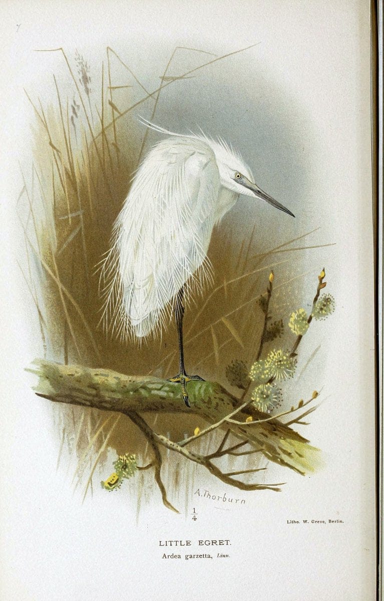 Coloured figures of the birds of the British Islands / issued by Lord Lilford. London :R | Birds "Great Britain" "Pictorial works"  | Vintage Print Reproduction 449650