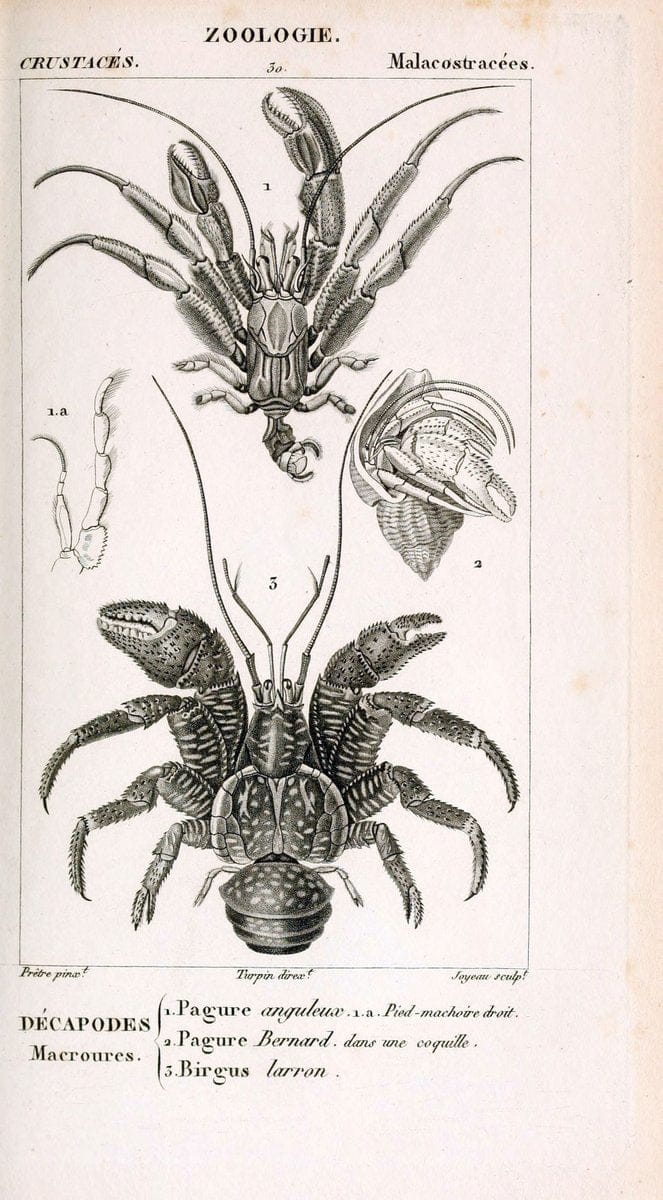 ConsidÃ©rations gÃ©nÃ©rales sur la classe des crustacÃ©s :.Paris :F.G. Levrault,1825.  | Crustacea France Zoology  | Vintage Print Reproduction 449658