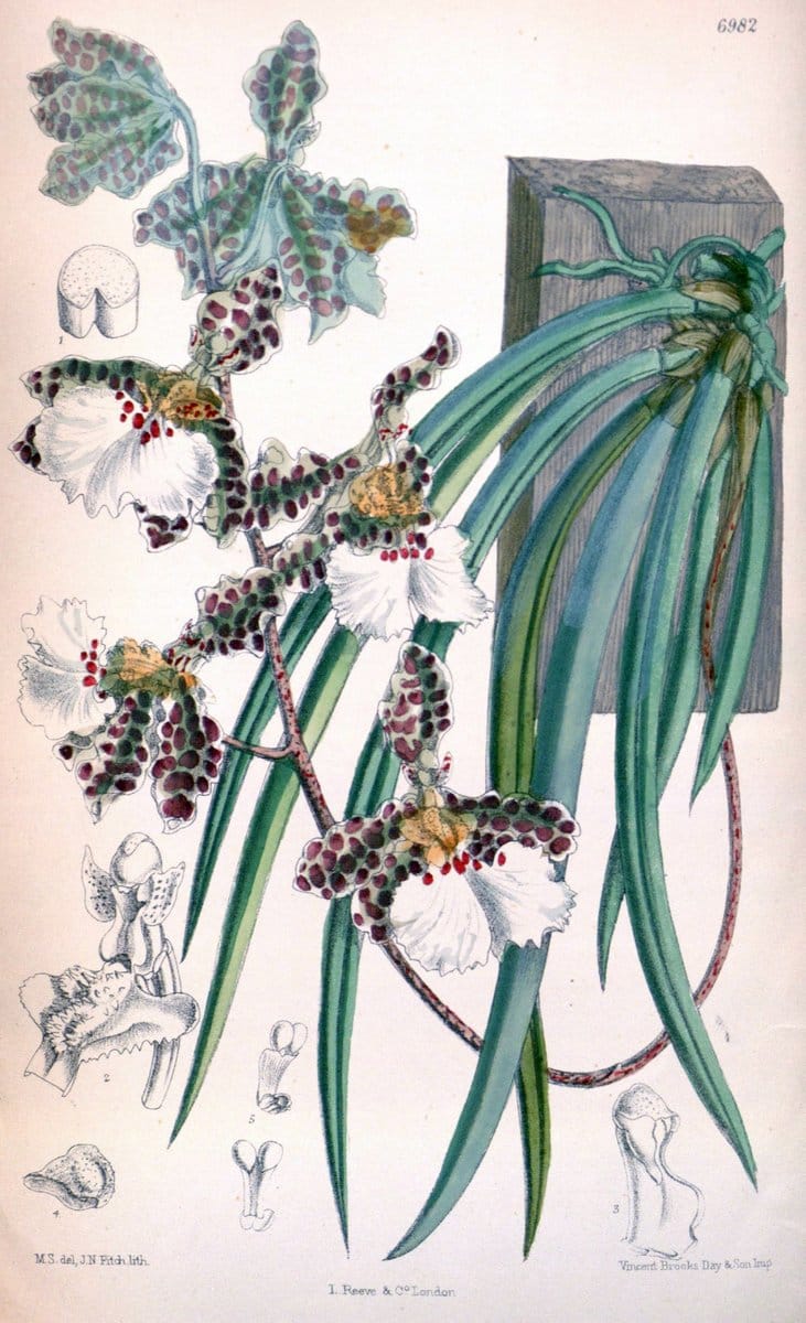 Curtis's botanical magazine. London ; New York [etc.] :Academic Press [etc.]. | "Botanical illustration" Botany Periodicals "Pictorial works" "Plants, Ornamental"  | Vintage Print Reproduction 449660