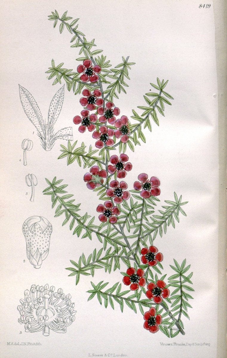 Curtis's botanical magazine. London ; New York [etc.] :Academic Press [etc.]. | "Botanical illustration" Botany Periodicals "Pictorial works" "Plants, Ornamental"  | Vintage Print Reproduction 449661