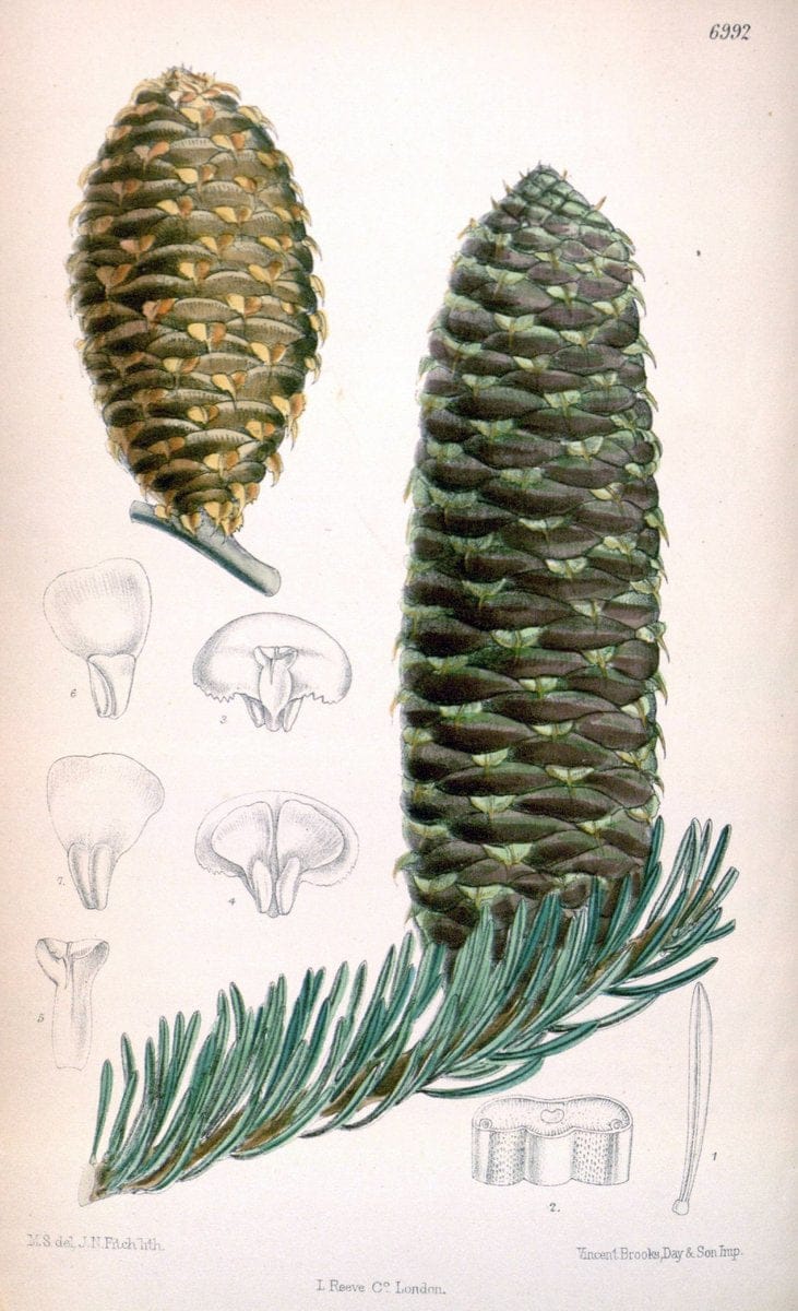 Curtis's botanical magazine. London ; New York [etc.] :Academic Press [etc.]. | "Botanical illustration" Botany Periodicals "Pictorial works" "Plants, Ornamental"  | Vintage Print Reproduction 449662