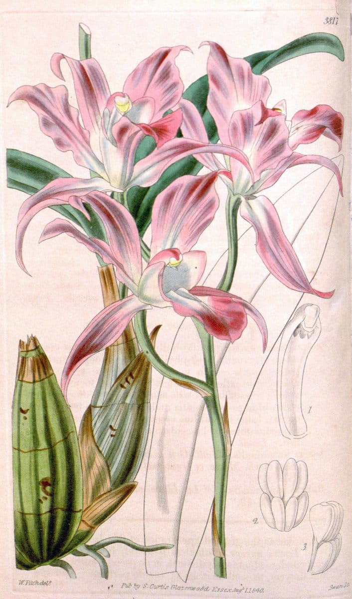 Curtis's botanical magazine. London ; New York [etc.] :Academic Press [etc.]. | "Botanical illustration" Botany Periodicals "Pictorial works" "Plants, Ornamental"  | Vintage Print Reproduction 449663