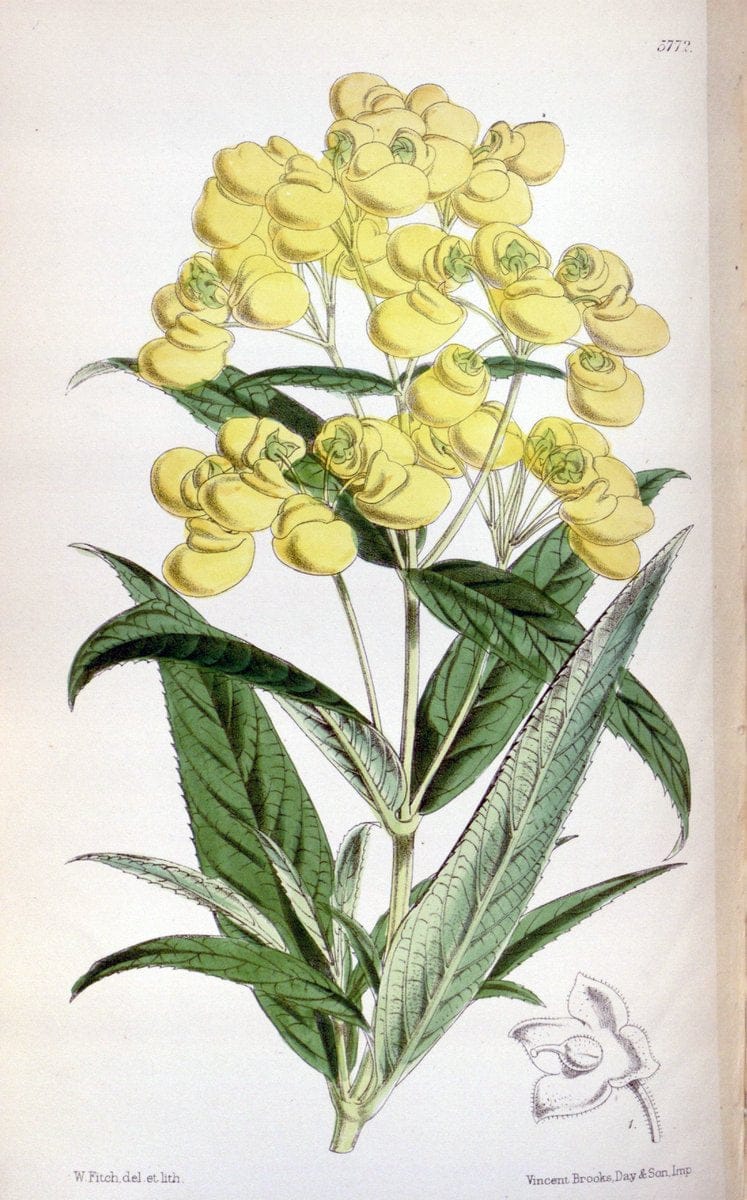 Curtis's botanical magazine. London ; New York [etc.] :Academic Press [etc.]. | "Botanical illustration" Botany Periodicals "Pictorial works" "Plants, Ornamental"  | Vintage Print Reproduction 449665