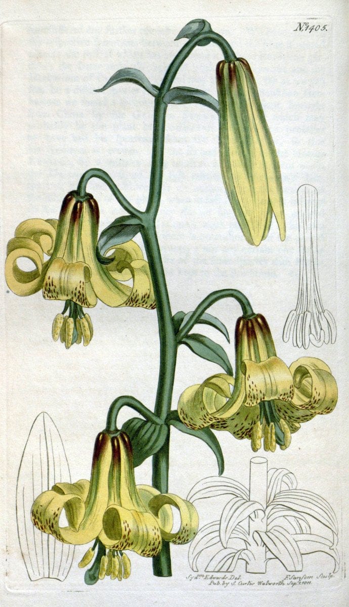 Curtis's botanical magazine. London ; New York [etc.] :Academic Press [etc.]. | "Botanical illustration" Botany Periodicals "Pictorial works" "Plants, Ornamental"  | Vintage Print Reproduction 449666