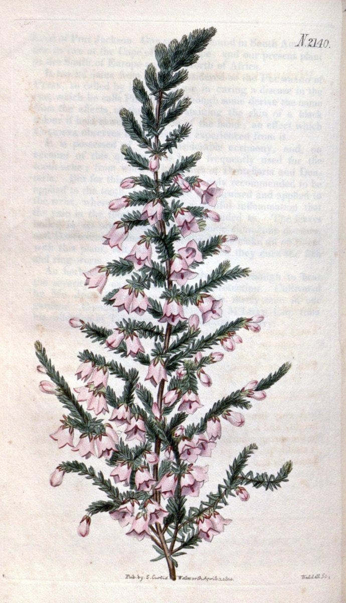 Curtis's botanical magazine. London ; New York [etc.] :Academic Press [etc.]. | "Botanical illustration" Botany Periodicals "Pictorial works" "Plants, Ornamental"  | Vintage Print Reproduction 449667