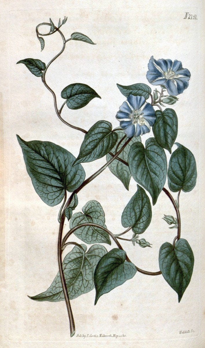 Curtis's botanical magazine. London ; New York [etc.] :Academic Press [etc.]. | "Botanical illustration" Botany Periodicals "Pictorial works" "Plants, Ornamental"  | Vintage Print Reproduction 449668