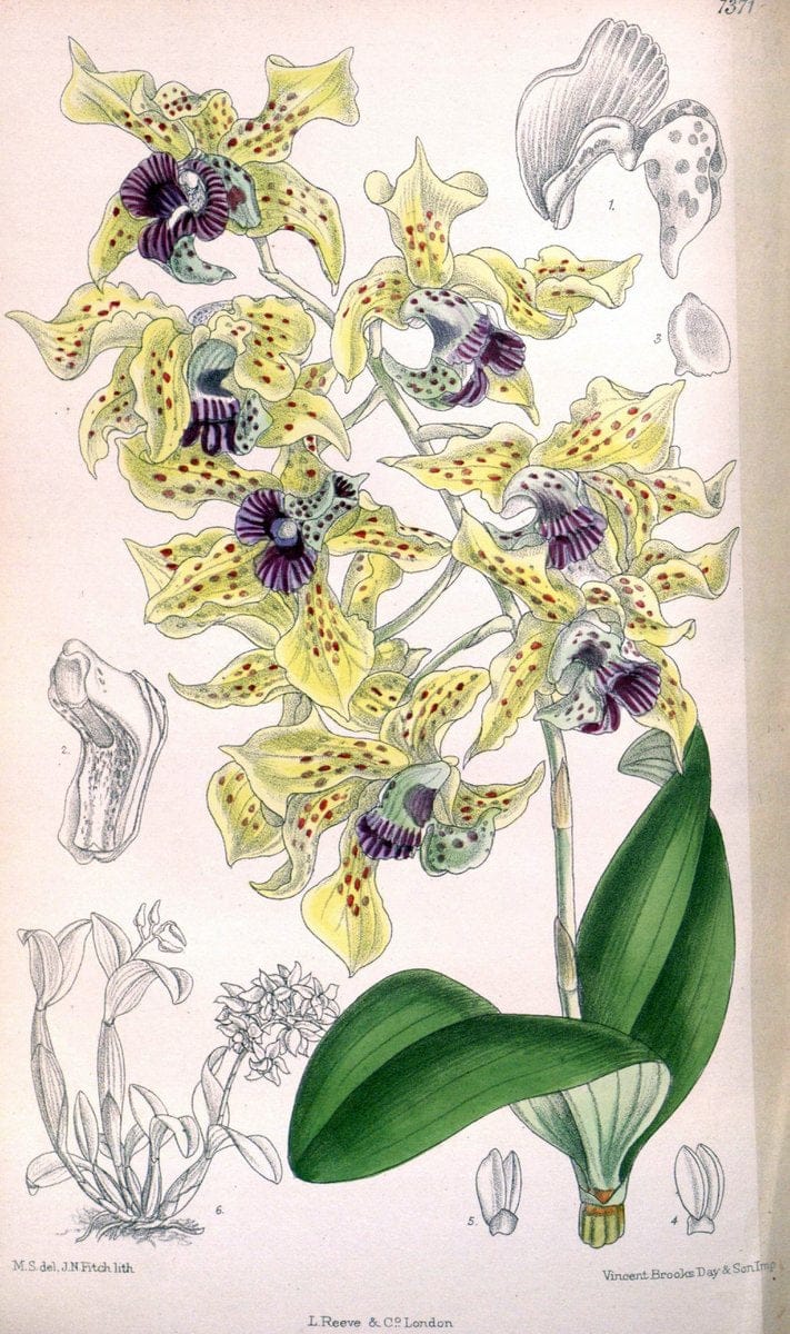 Curtis's botanical magazine. London ; New York [etc.] :Academic Press [etc.]. | "Botanical illustration" Botany Periodicals "Pictorial works" "Plants, Ornamental"  | Vintage Print Reproduction 449669