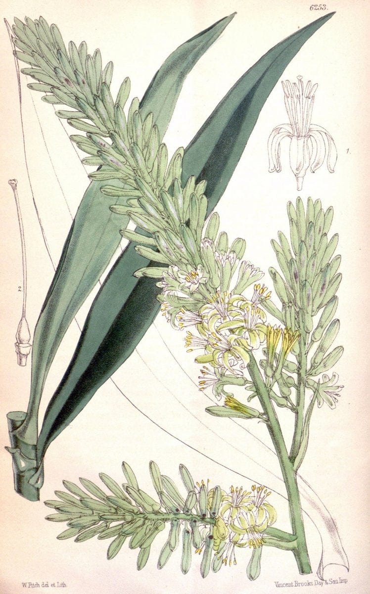 Curtis's botanical magazine. London ; New York [etc.] :Academic Press [etc.]. | "Botanical illustration" Botany Periodicals "Pictorial works" "Plants, Ornamental"  | Vintage Print Reproduction 449671