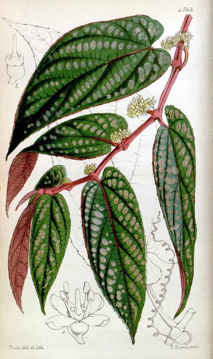 Curtis's botanical magazine. London ;New York [etc.] :Academic Press [etc.]. | Botany Periodicals "Pictorial works"  | Vintage Print Reproduction 449675