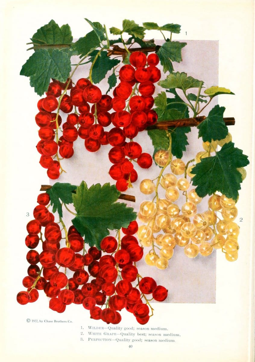 Chase fruit and flowers in natural colorsRochester, N.Y.,Chase brothers company[c1922] | Vintage Print Reproduction 449677