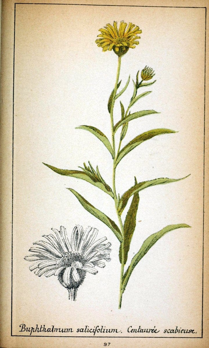Choix de plantes de l'Europe centrale et particuliÃ¨rement de la Suisse et de la SavoieGe | Europe Central "Pictorial works" Plants "Savoy (France and Italy)" Switzerland  | Vintage Reproduction 449678