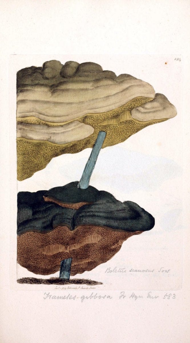 Coloured figures of English fungi or mushrooms. London,Printed by J. Davis,1797-[1809]. | England Mushrooms  | Vintage Print Reproduction 449681