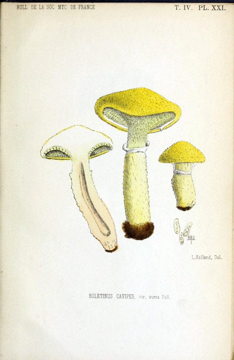 Bulletin de la SociÃ©tÃ© mycologique de France.Epinal :La SociÃ©tÃ©,1885-1903.  | France Fungi Mycology Periodicals | Vintage Print Reproduction 449684