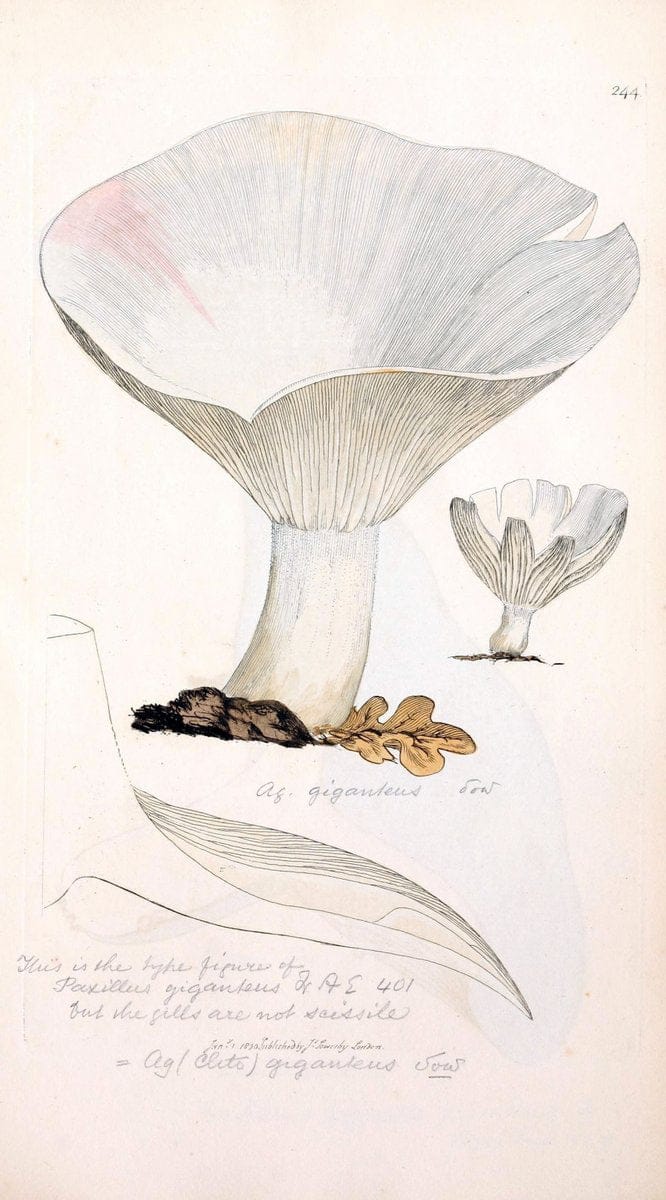 Coloured figures of English fungi or mushrooms. London,Printed by J. Davis,1797-[1809]. | England Mushrooms  | Vintage Print Reproduction 449685