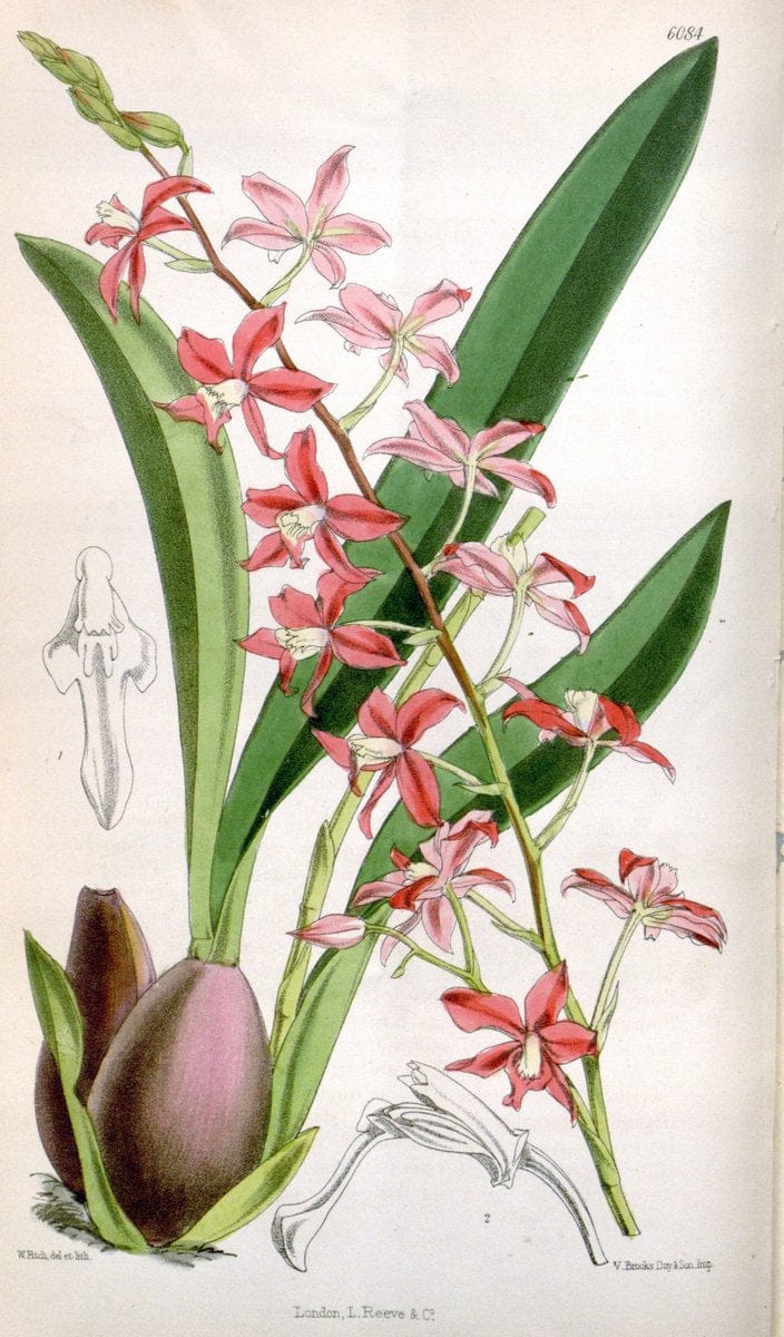 Curtis's botanical magazine. London ; New York [etc.] :Academic Press [etc.]. | "Botanical illustration" Botany Periodicals "Pictorial works" "Plants, Ornamental"  | Vintage Print Reproduction 449692