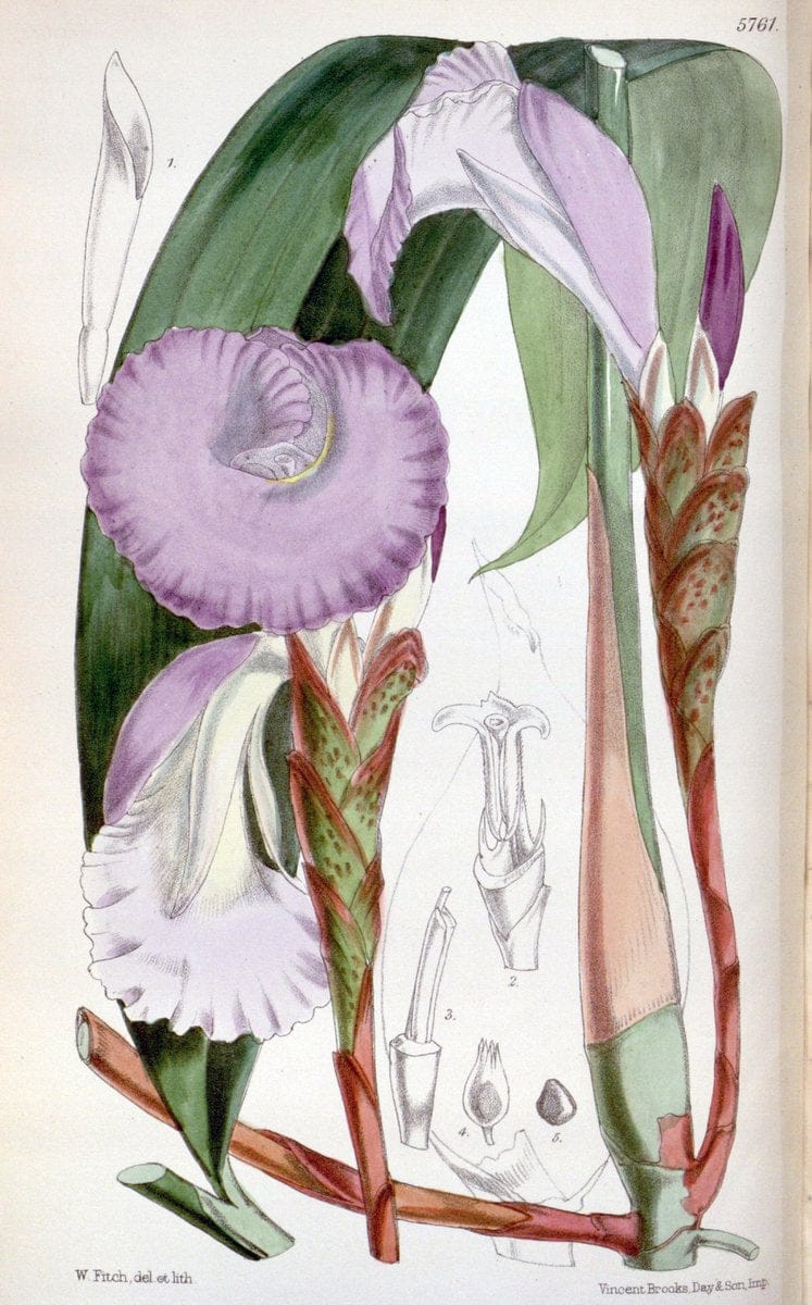 Curtis's botanical magazine. London ; New York [etc.] :Academic Press [etc.]. | "Botanical illustration" Botany Periodicals "Pictorial works" "Plants, Ornamental"  | Vintage Print Reproduction 449693