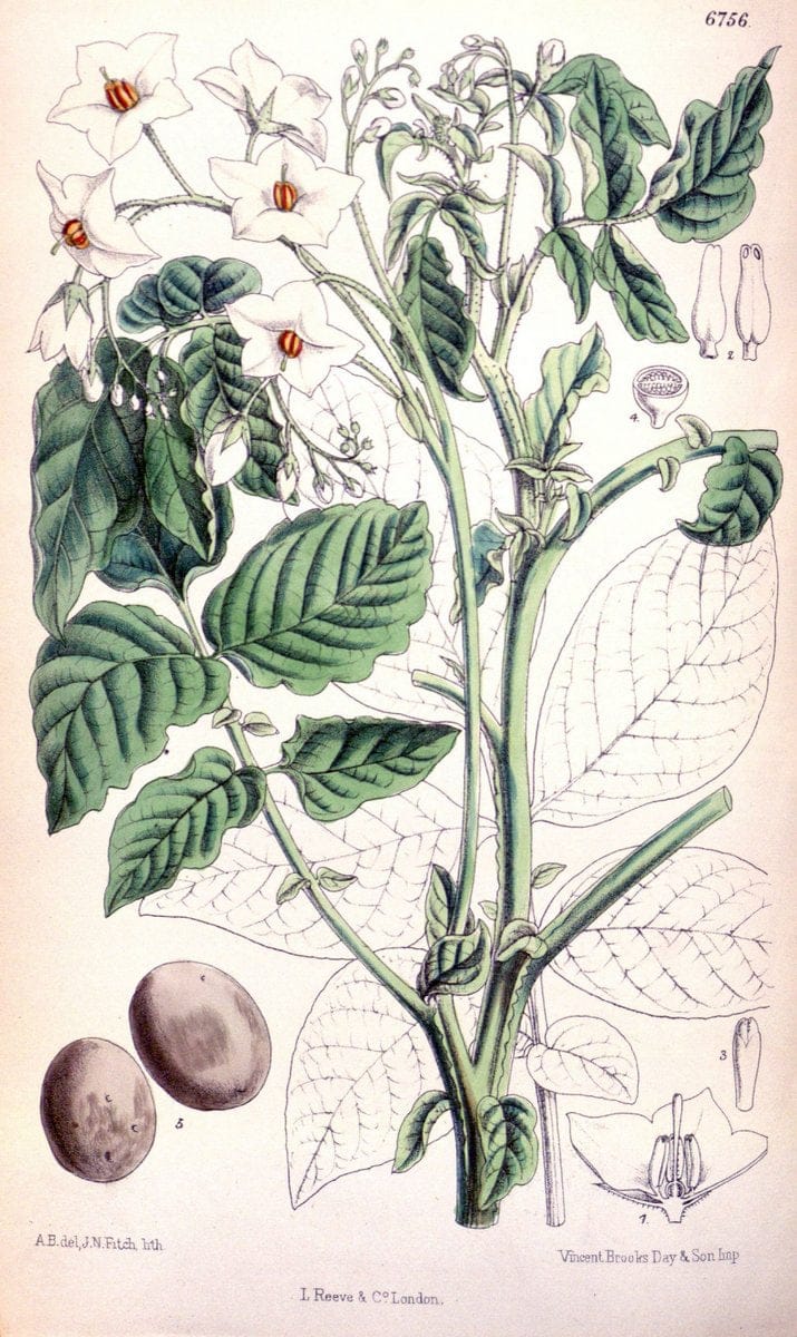 Curtis's botanical magazine. London ; New York [etc.] :Academic Press [etc.]. | "Botanical illustration" Botany Periodicals "Pictorial works" "Plants, Ornamental"  | Vintage Print Reproduction 449698