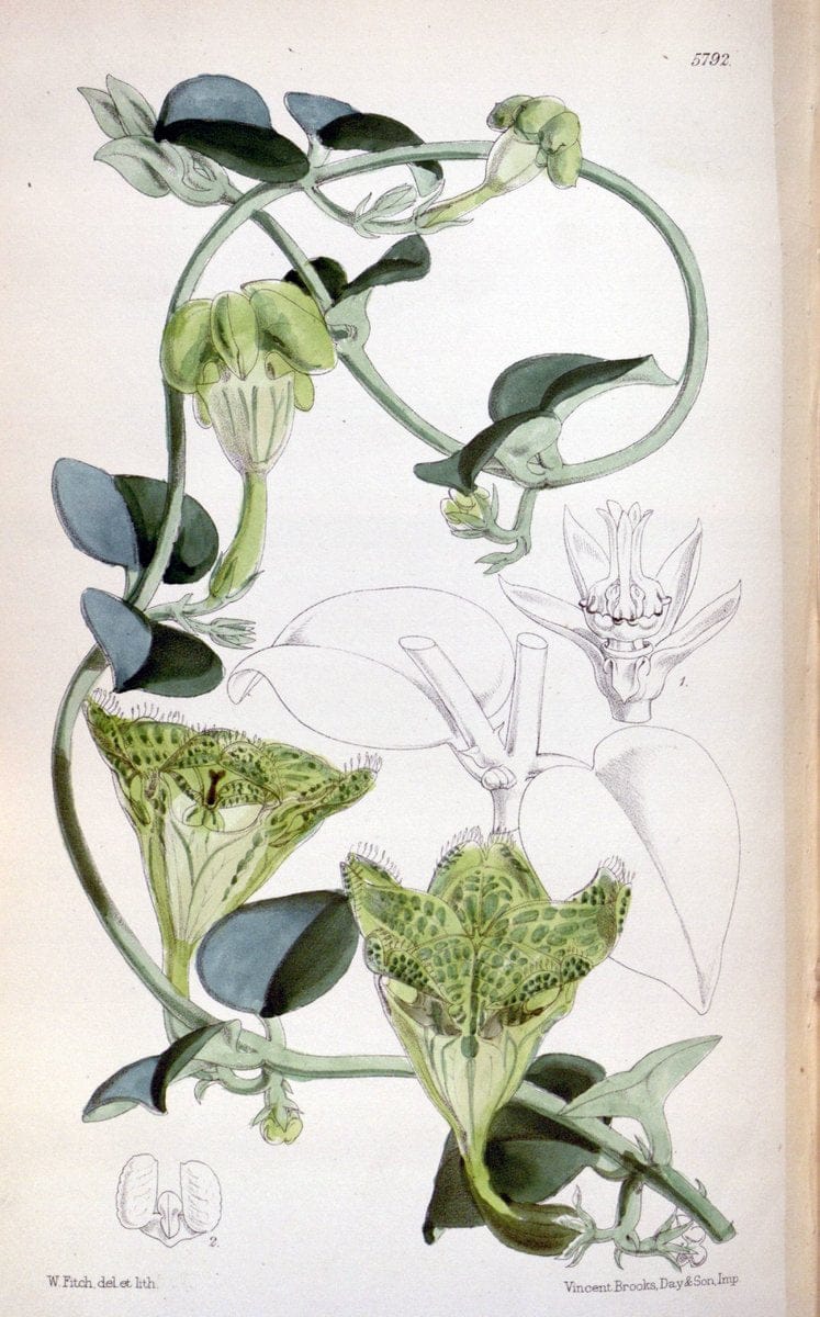 Curtis's botanical magazine. London ; New York [etc.] :Academic Press [etc.]. | "Botanical illustration" Botany Periodicals "Pictorial works" "Plants, Ornamental"  | Vintage Print Reproduction 449703