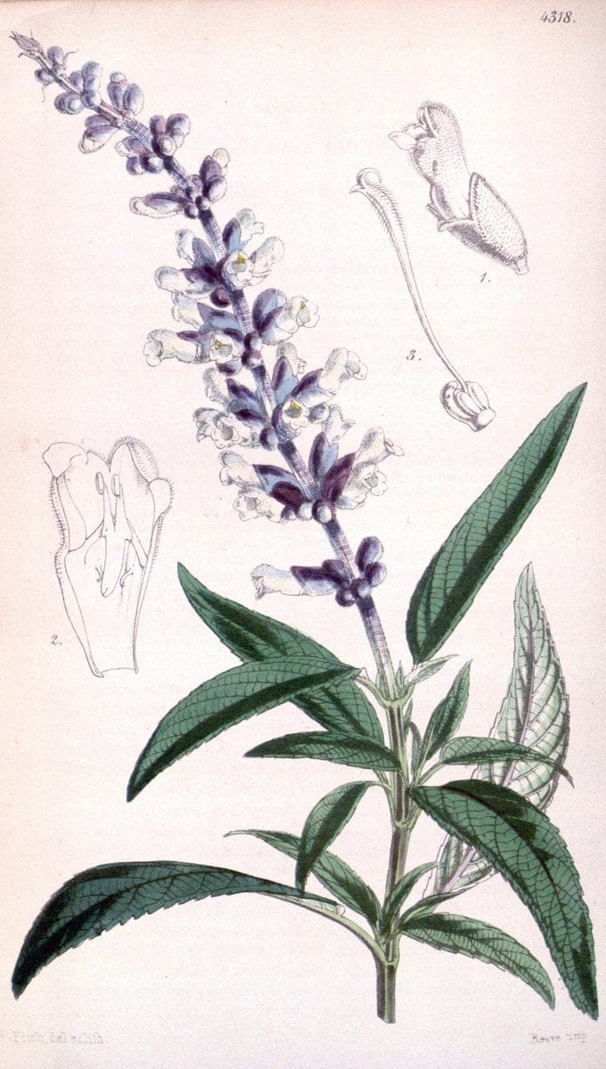 Curtis's botanical magazine. London ; New York [etc.] :Academic Press [etc.]. | "Botanical illustration" Botany Periodicals "Pictorial works" "Plants, Ornamental"  | Vintage Print Reproduction 449704