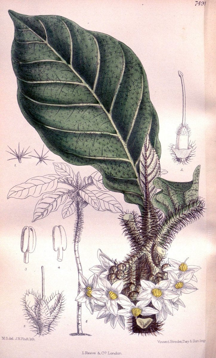 Curtis's botanical magazine. London ; New York [etc.] :Academic Press [etc.]. | "Botanical illustration" Botany Periodicals "Pictorial works" "Plants, Ornamental"  | Vintage Print Reproduction 449705