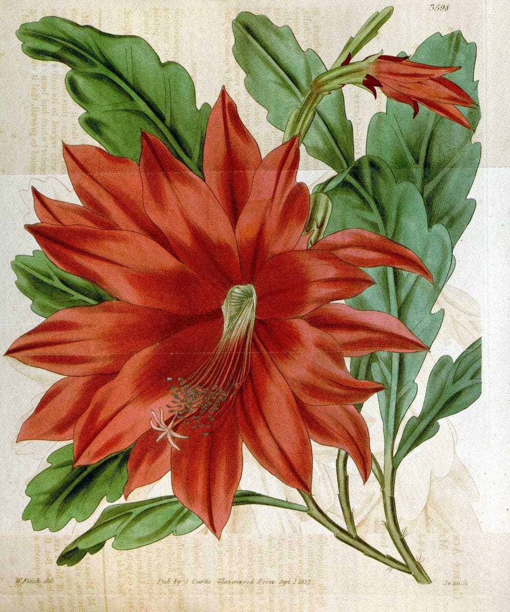 Curtis's botanical magazine. London ; New York [etc.] :Academic Press [etc.]. | "Botanical illustration" Botany Periodicals "Pictorial works" "Plants, Ornamental"  | Vintage Print Reproduction 449707