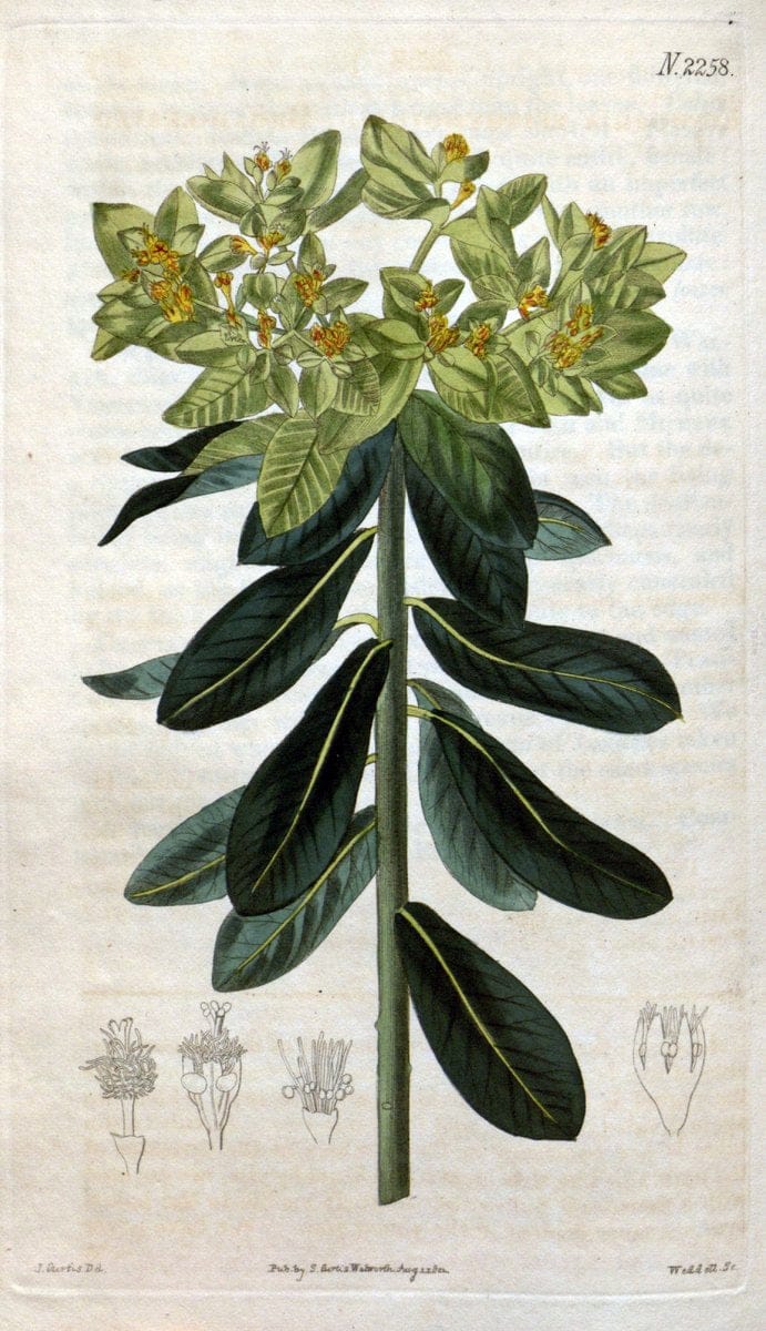 Curtis's botanical magazine. London ; New York [etc.] :Academic Press [etc.]. | "Botanical illustration" Botany Periodicals "Pictorial works" "Plants, Ornamental"  | Vintage Print Reproduction 449708