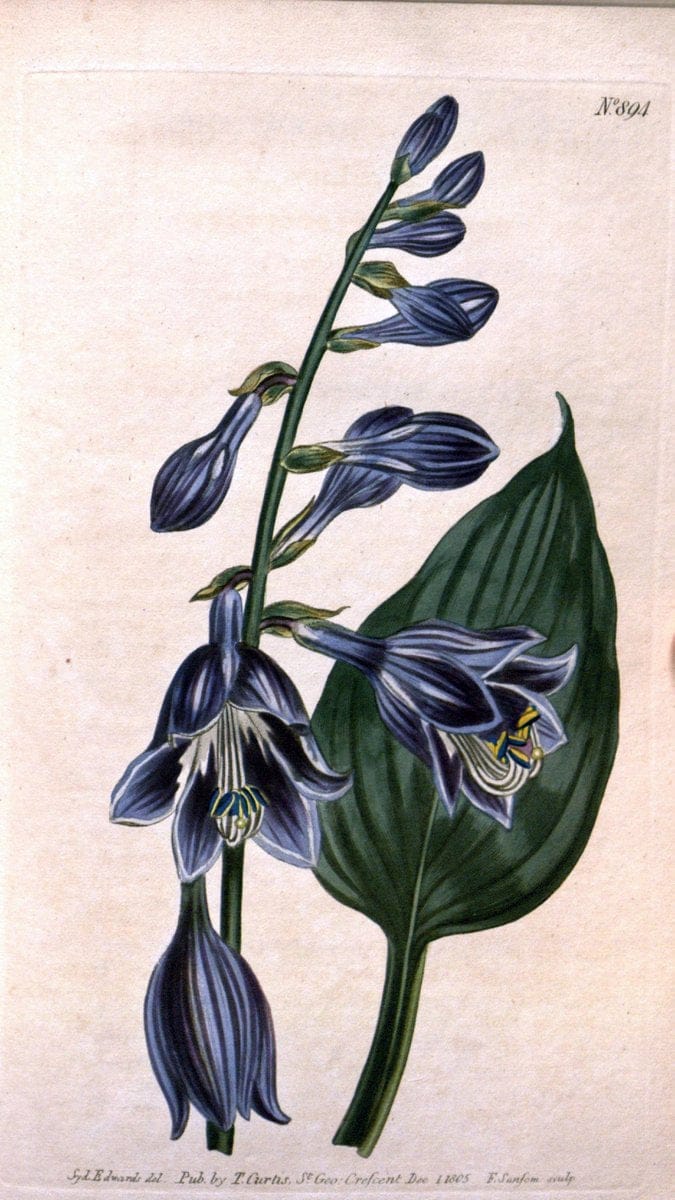 Curtis's botanical magazine. London ;New York [etc.] :Academic Press [etc.]. | Botany Periodicals "Pictorial works"  | Vintage Print Reproduction 449710