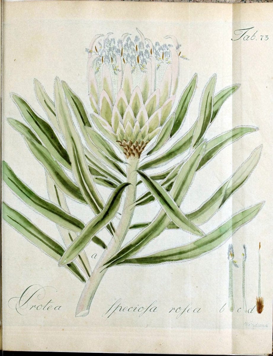 Collectio plantarum tam exoticarum, quam indigenarum, cum delineatione, descriptione cul | Botany | Vintage Print Reproduction 449717