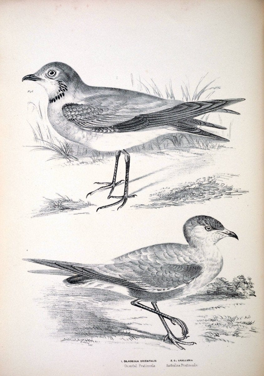 Companion to Gould's Handbook; or, Synopsis of the birds of Australia. Brisbane,Thorne & Greenwell,1877.  | Australia Birds | Vintage Print Reproduction 449723