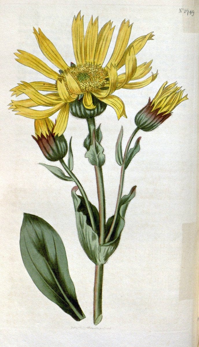 Curtis's botanical magazine. London ; New York [etc.] :Academic Press [etc.]. | "Botanical illustration" Botany Periodicals "Pictorial works" "Plants, Ornamental"  | Vintage Print Reproduction 449731