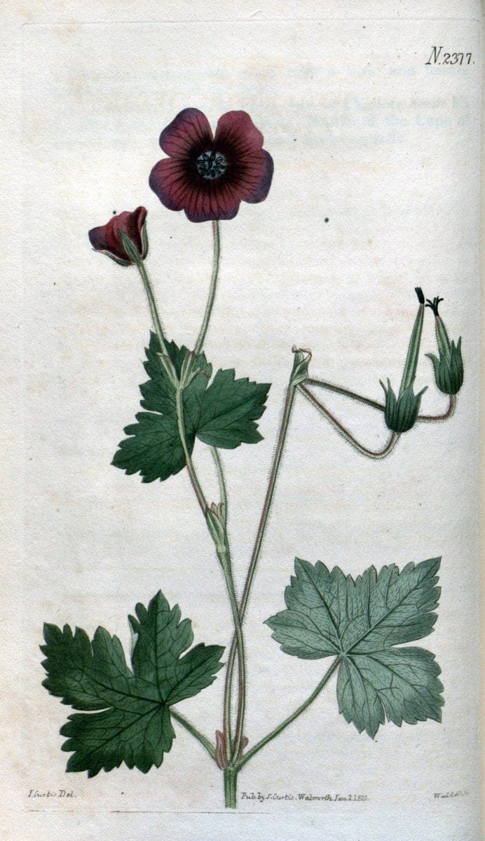 Curtis's botanical magazine. London ; New York [etc.] :Academic Press [etc.]. | "Botanical illustration" Botany Periodicals "Pictorial works" "Plants, Ornamental"  | Vintage Print Reproduction 449732