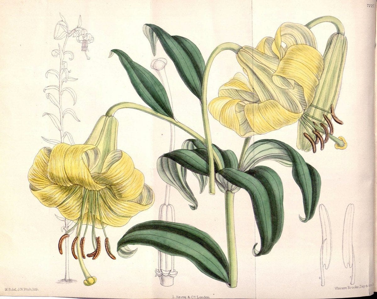Curtis's botanical magazine. London ; New York [etc.] :Academic Press [etc.]. | "Botanical illustration" Botany Periodicals "Pictorial works" "Plants, Ornamental"  | Vintage Print Reproduction 449733