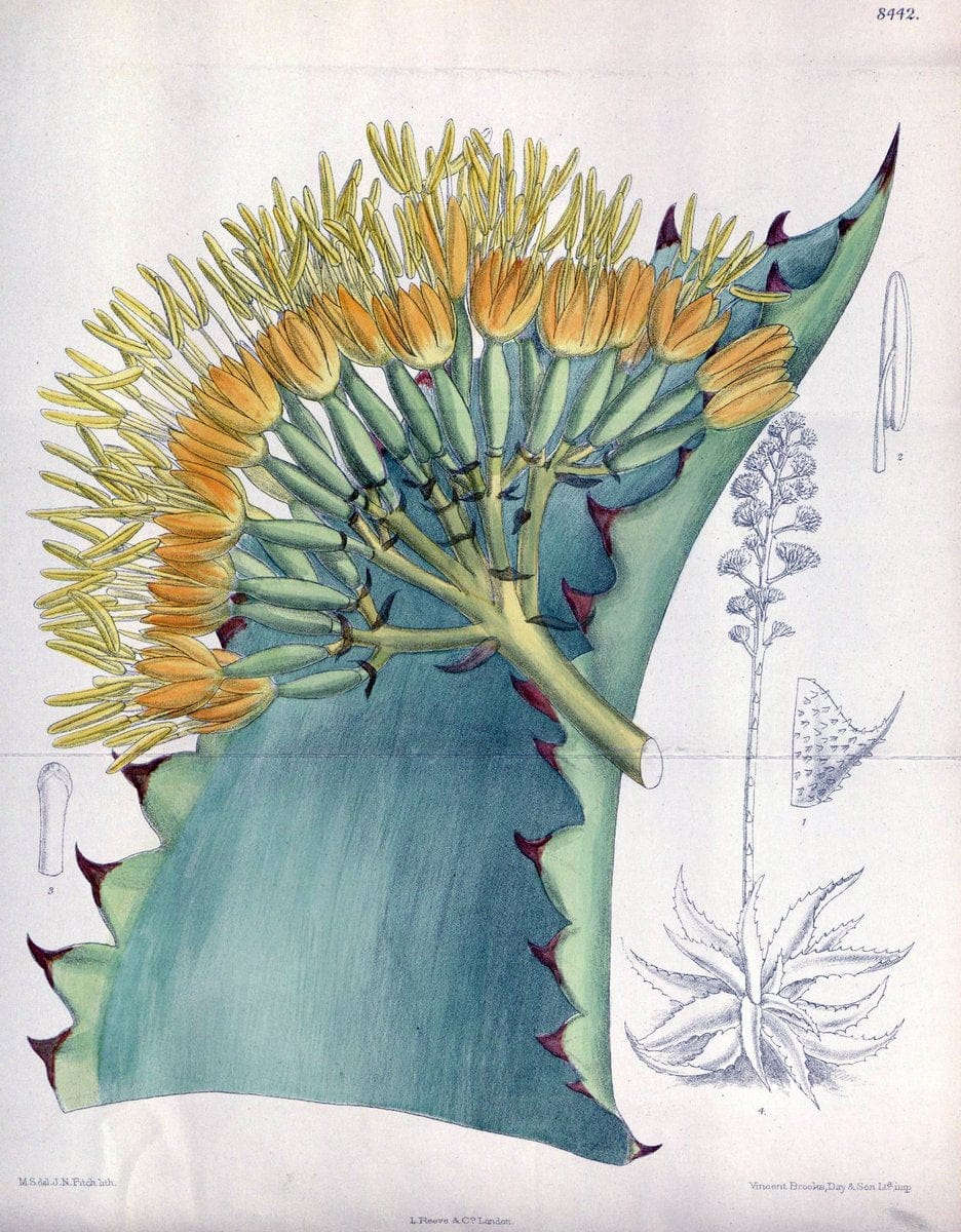 Curtis's botanical magazine. London ; New York [etc.] :Academic Press [etc.]. | "Botanical illustration" Botany Periodicals "Pictorial works" "Plants, Ornamental"  | Vintage Print Reproduction 449741
