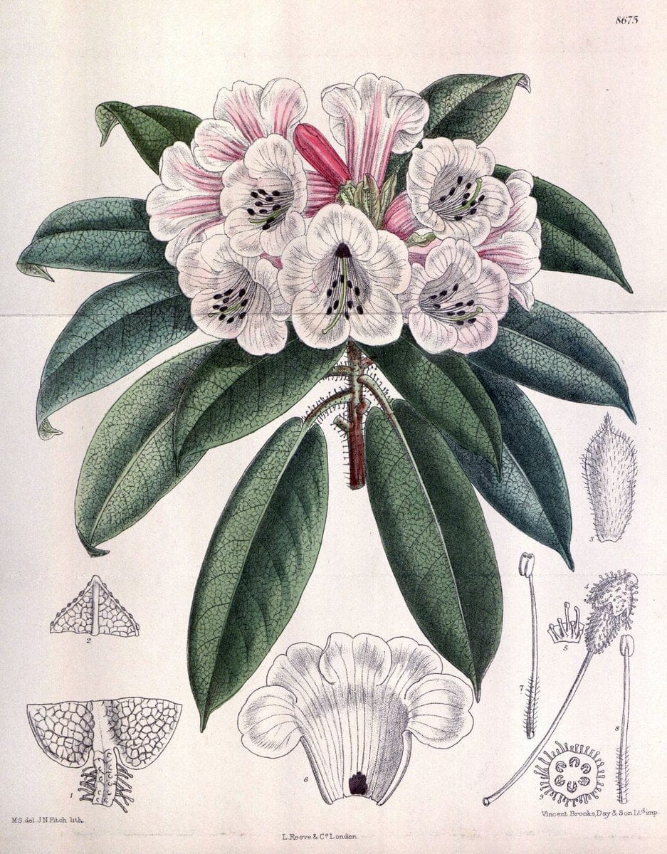 Curtis's botanical magazine. London ; New York [etc.] :Academic Press [etc.]. | "Botanical illustration" Botany Periodicals "Pictorial works" "Plants, Ornamental"  | Vintage Print Reproduction 449742