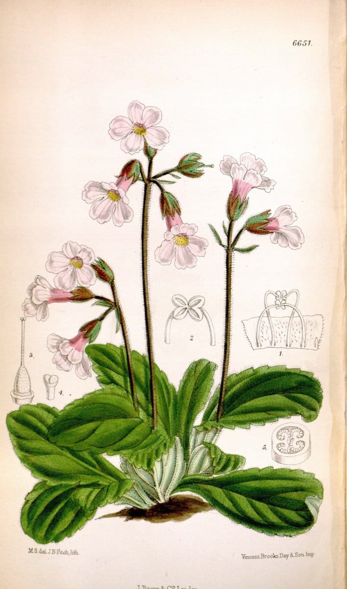 Curtis's botanical magazine. London ; New York [etc.] :Academic Press [etc.]. | "Botanical illustration" Botany Periodicals "Pictorial works" "Plants, Ornamental"  | Vintage Print Reproduction 449743