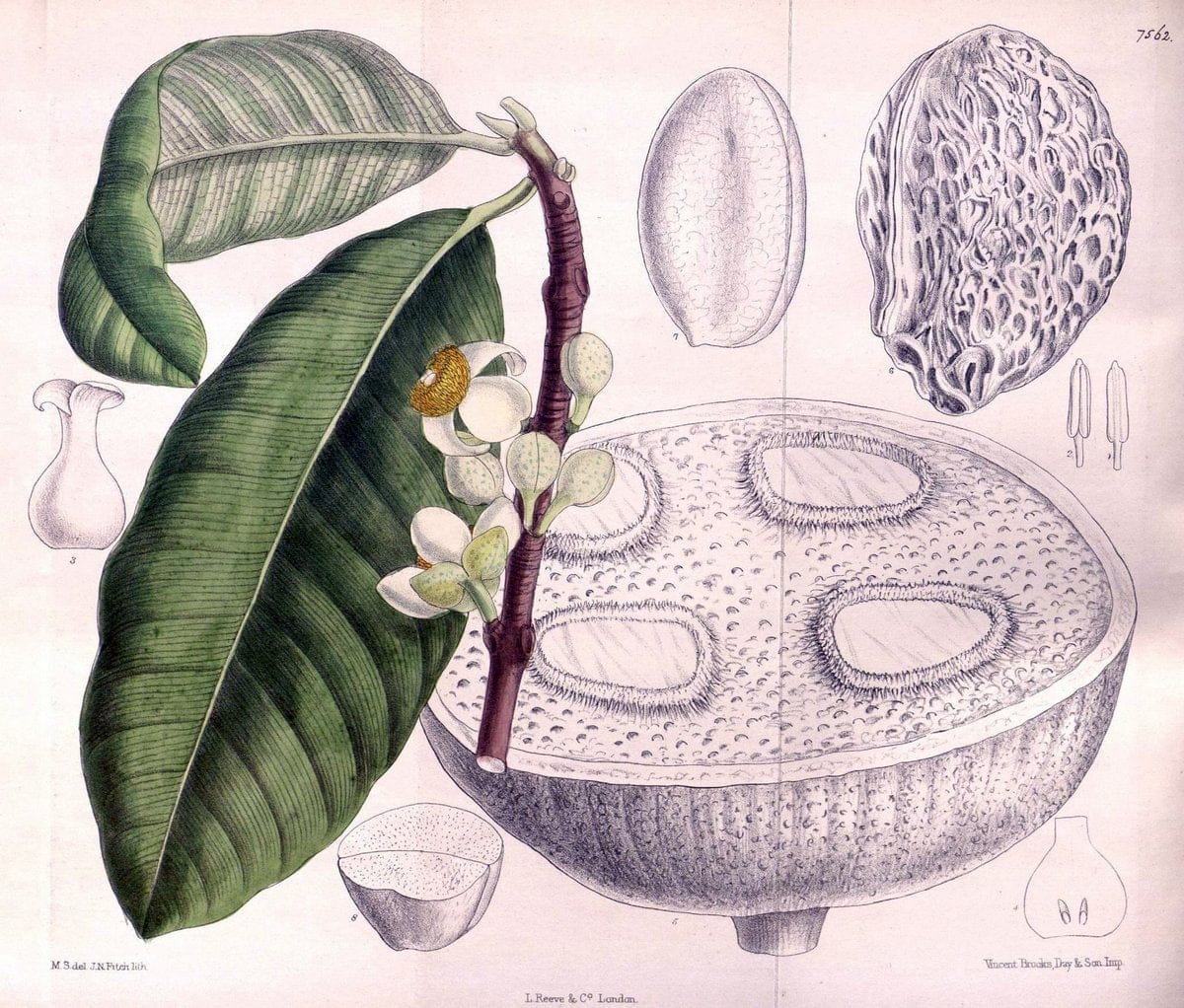 Curtis's botanical magazine. London ; New York [etc.] :Academic Press [etc.]. | "Botanical illustration" Botany Periodicals "Pictorial works" "Plants, Ornamental"  | Vintage Print Reproduction 449747
