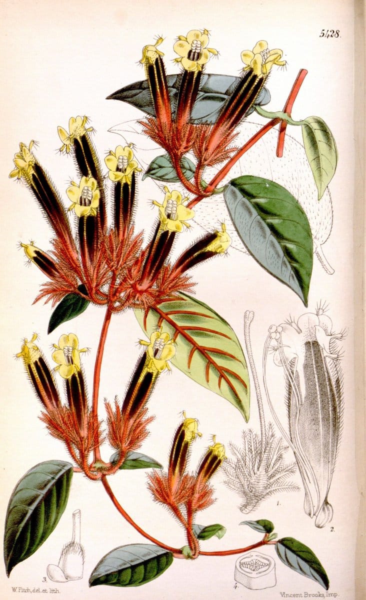 Curtis's botanical magazine..London ;New York [etc.] :Academic Press [etc.]. |  | Vintage Print Reproduction 449750