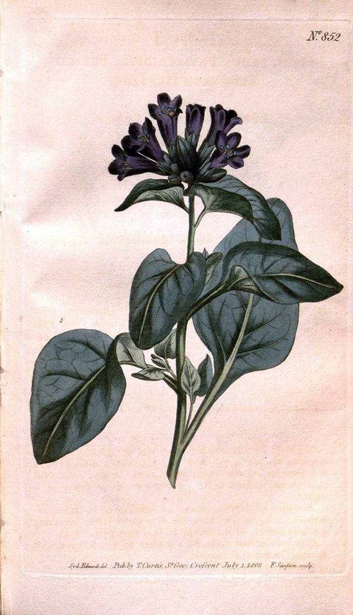 Curtis's botanical magazine. London ;New York [etc.] :Academic Press [etc.]. | Botany Periodicals "Pictorial works"  | Vintage Print Reproduction 449755