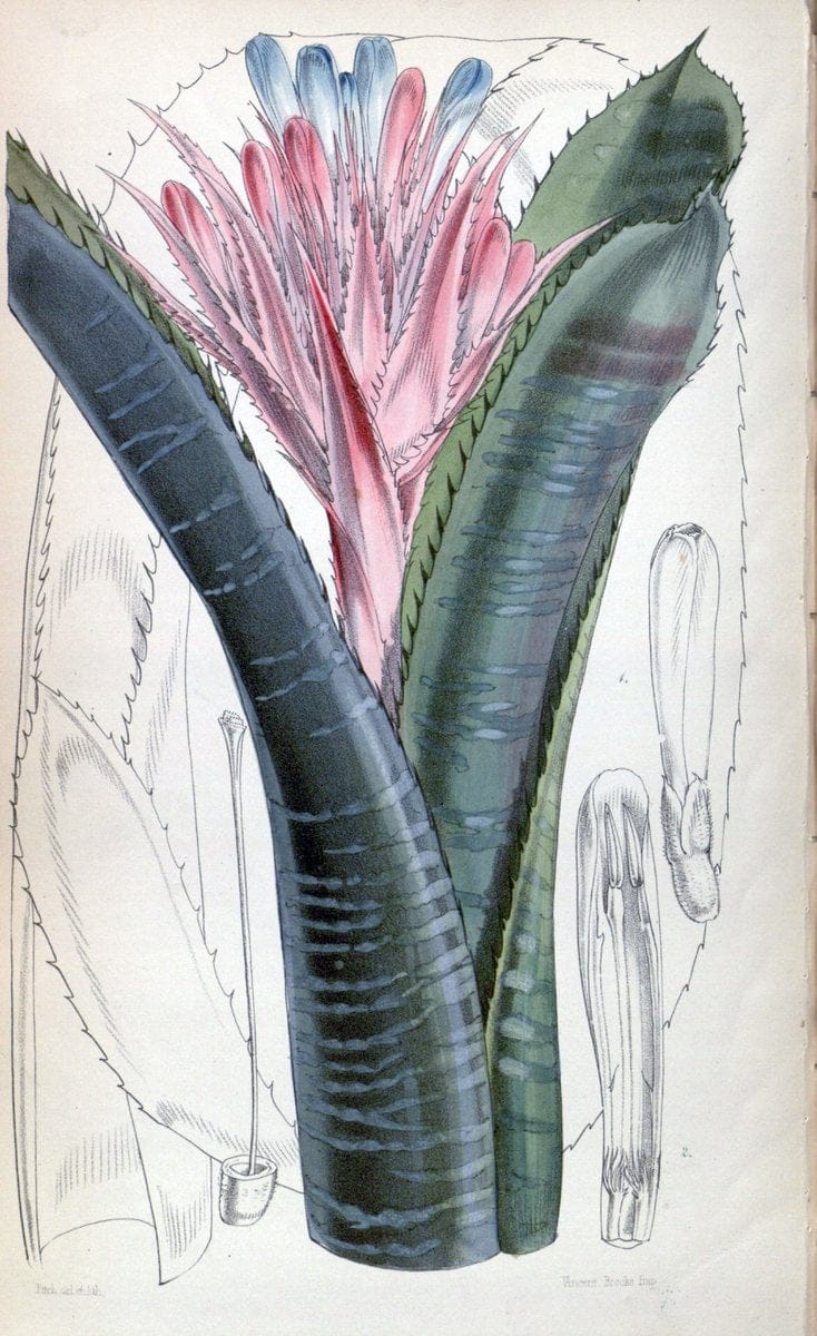 Curtis's botanical magazine. London ;New York [etc.] :Academic Press [etc.]. | Botany Periodicals "Pictorial works"  | Vintage Print Reproduction 449757