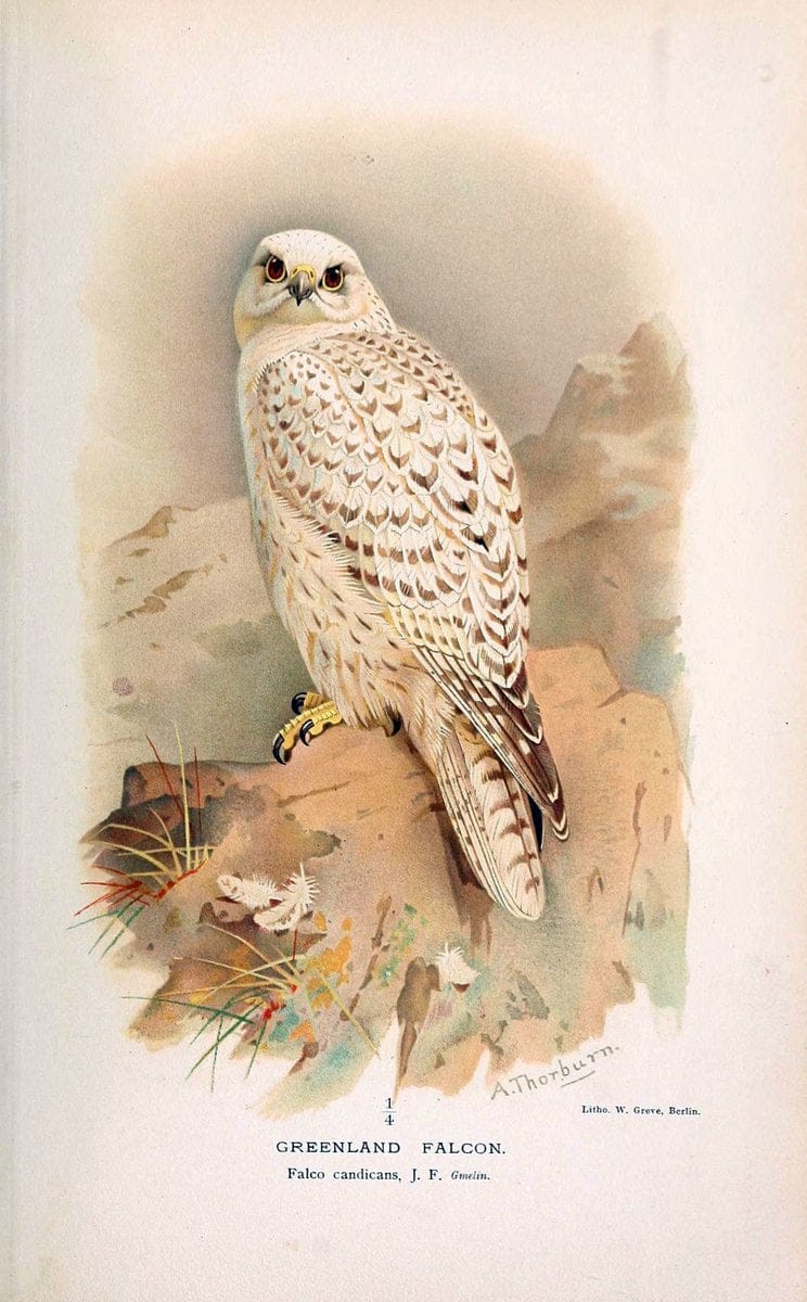 Coloured figures of the birds of the British Islands. v.1London :R. H. Porter,1885-1897. | Vintage Print Reproduction 449763