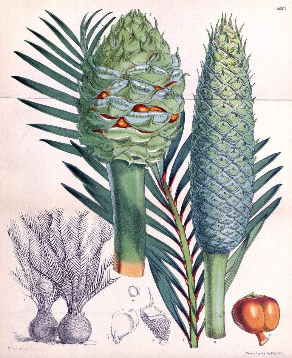 Curtis's botanical magazine. London ; New York [etc.] :Academic Press [etc.]. | "Botanical illustration" Botany Periodicals "Pictorial works" "Plants, Ornamental"  | Vintage Print Reproduction 449773