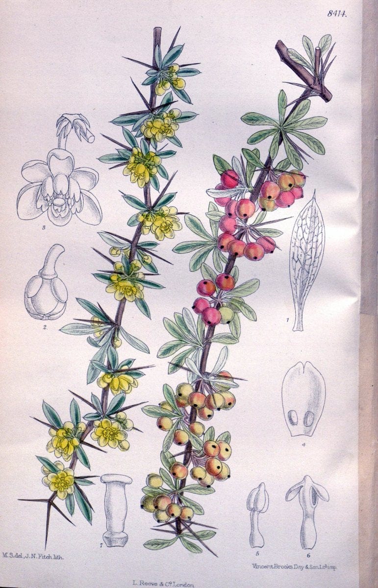 Curtis's botanical magazine. London ; New York [etc.] :Academic Press [etc.]. | "Botanical illustration" Botany Periodicals "Pictorial works" "Plants, Ornamental"  | Vintage Print Reproduction 449774