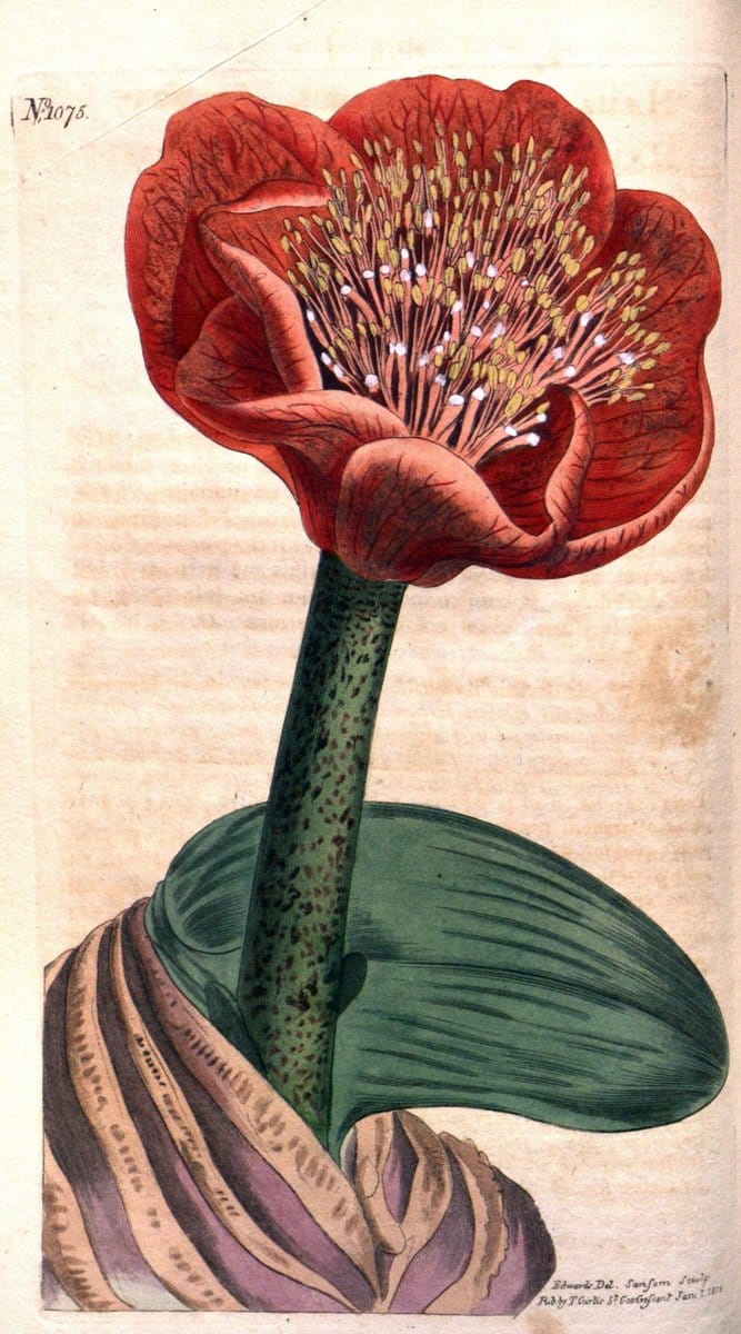 Dragable Image