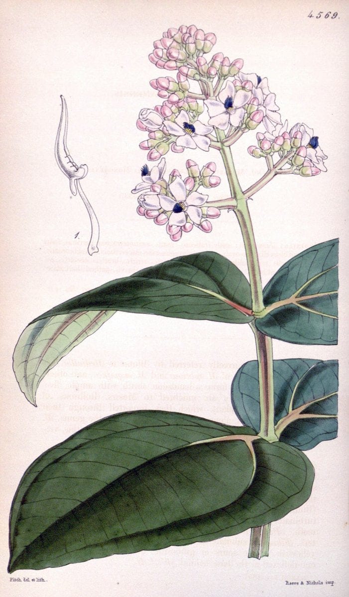 Curtis's botanical magazine. London ; New York [etc.] :Academic Press [etc.]. | "Botanical illustration" Botany Periodicals "Pictorial works" "Plants, Ornamental"  | Vintage Print Reproduction 449779