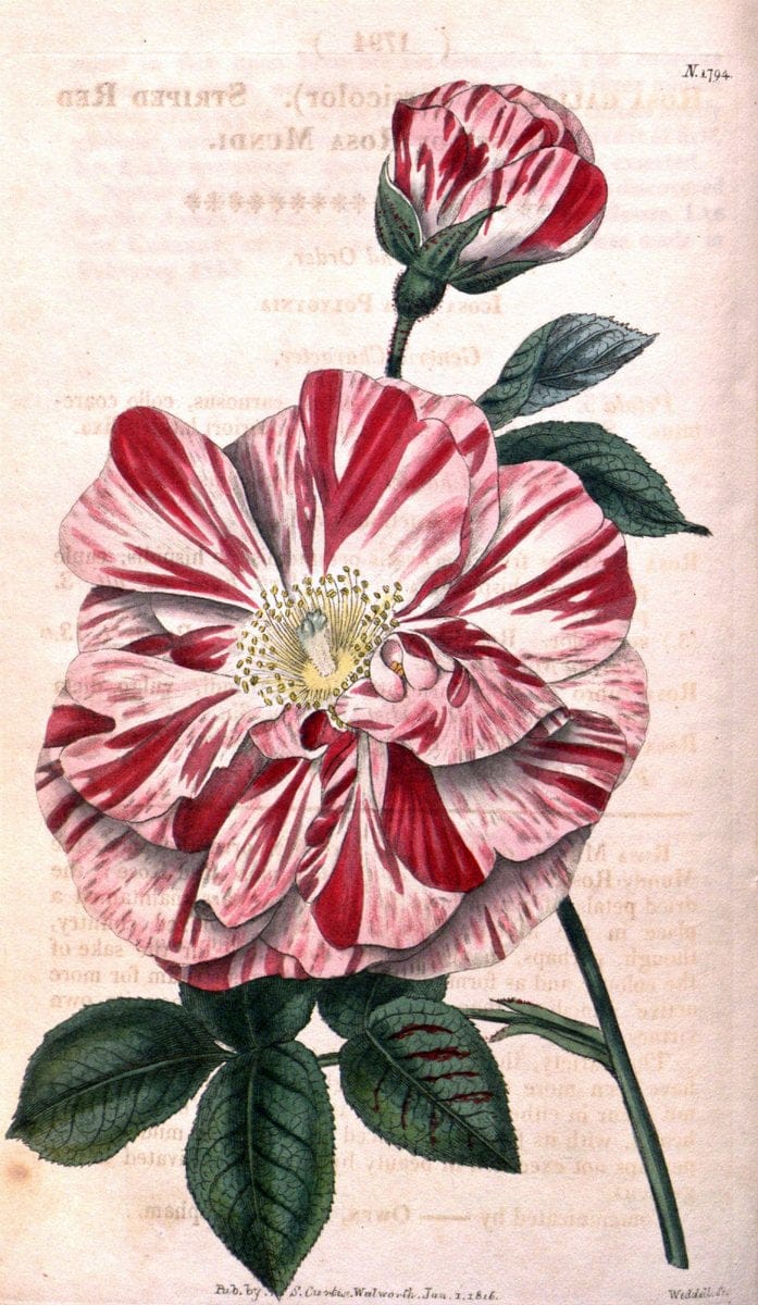 Curtis's botanical magazine. London ; New York [etc.] :Academic Press [etc.]. | "Botanical illustration" Botany Periodicals "Pictorial works" "Plants, Ornamental"  | Vintage Print Reproduction 449780