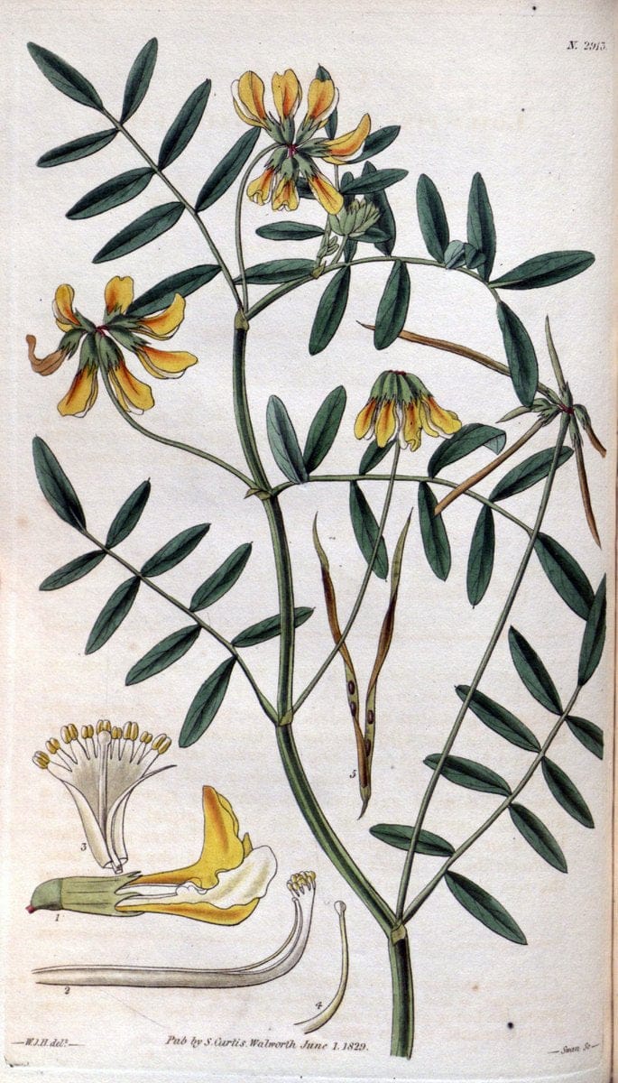 Curtis's botanical magazine. London ; New York [etc.] :Academic Press [etc.]. | "Botanical illustration" Botany Periodicals "Pictorial works" "Plants, Ornamental"  | Vintage Print Reproduction 449782