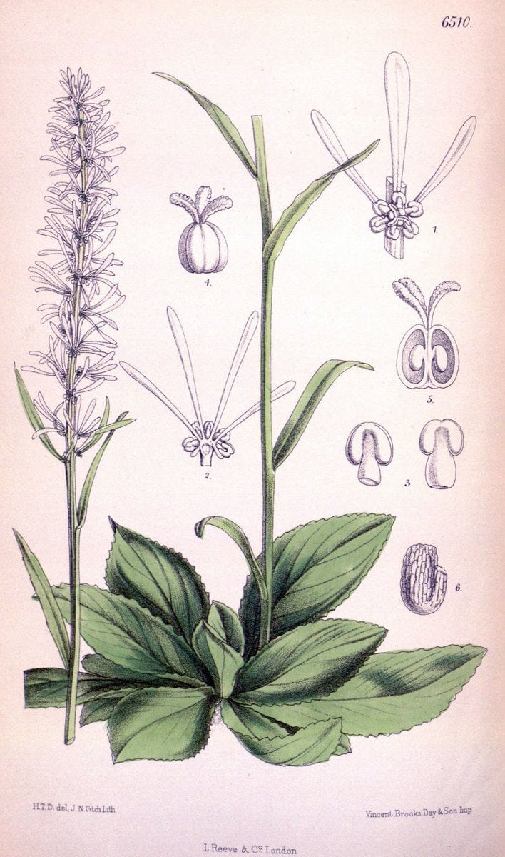 Curtis's botanical magazine. London ; New York [etc.] :Academic Press [etc.]. | "Botanical illustration" Botany Periodicals "Pictorial works" "Plants, Ornamental"  | Vintage Print Reproduction 449783