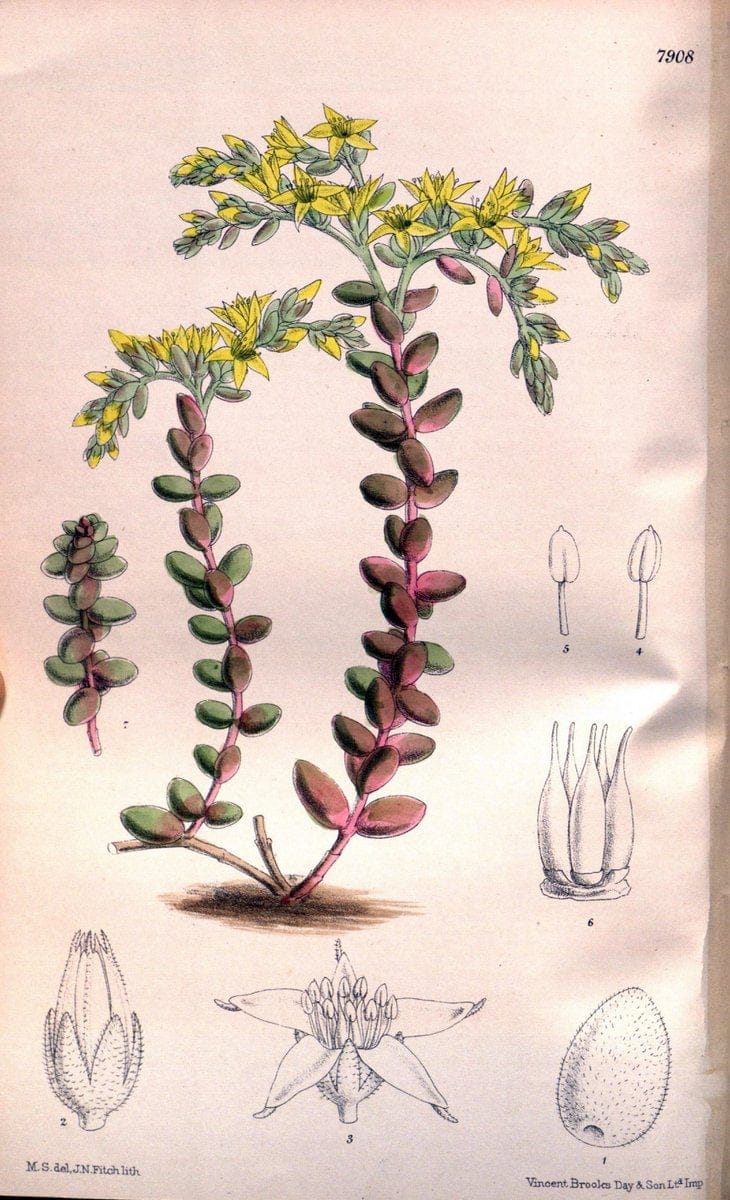 Curtis's botanical magazine. London ; New York [etc.] :Academic Press [etc.]. | "Botanical illustration" Botany Periodicals "Pictorial works" "Plants, Ornamental"  | Vintage Print Reproduction 449788