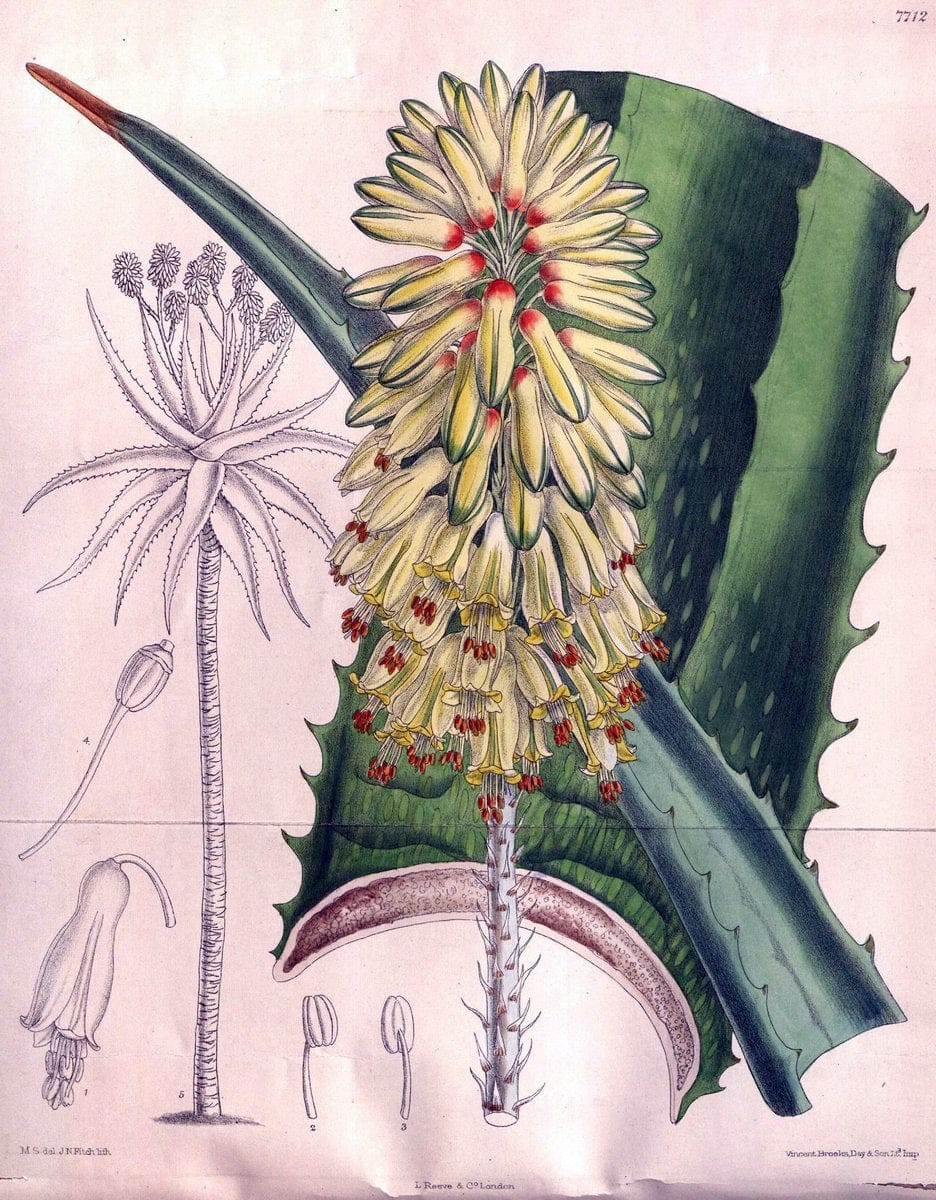 Curtis's botanical magazine. London ;New York [etc.] :Academic Press [etc.]. | Botany Periodicals "Pictorial works"  | Vintage Print Reproduction 449799